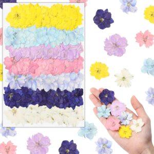 Colorful Dried Pressed Flowers for Scrapbooking, Card Making and Decorative Crafts