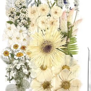 Assorted Natural Pressed Flowers for Scrapbooking, Card Making and Handmade Crafts
