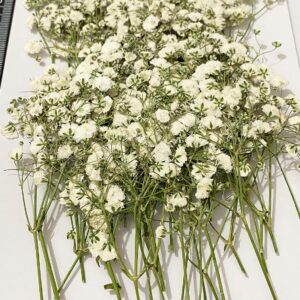 50 pcs White Baby's Breath Real Natural Dried Pressed Flowers for Resin Art Craft DIY Making Wedding Card Home Party Decor