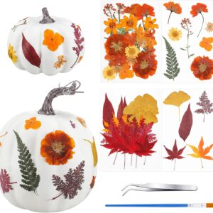 54 Pcs DIY Fall Pumpkins Craft Sets Includes 2 White Artificial Pumpkins 50 Pcs Dried Pressed Flowers Leaves 1 Tweezers and 1 Scissors for Autumn Fall Thanksgiving Holiday Decoration