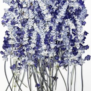 50 pcs Real Pressed Dried Flowers Leaves Salvia for Greeting Cards Resin Craft DIY Art Floral Decors